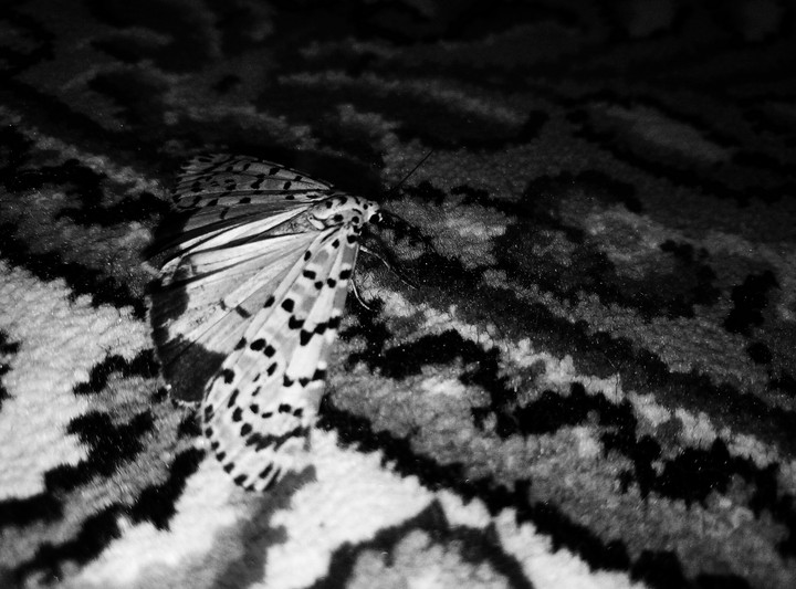 the nicest butterfly!