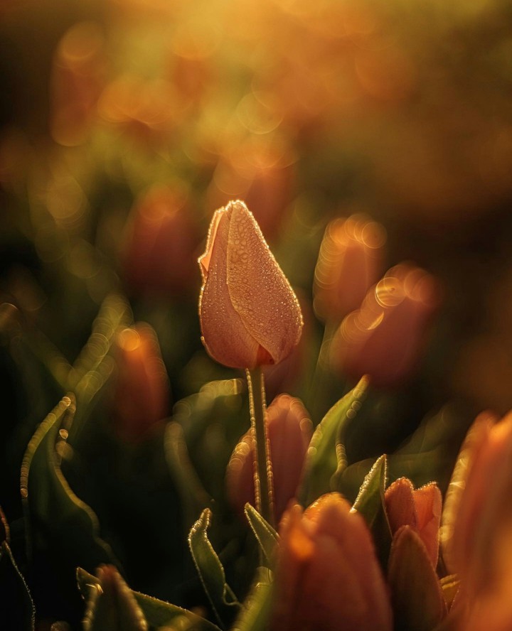 Tulip