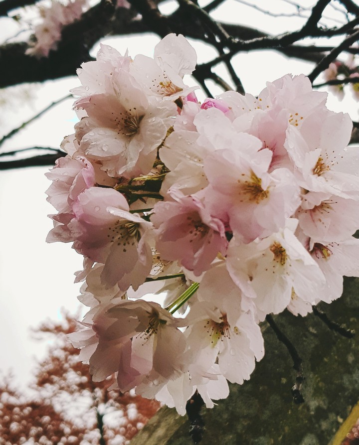 Watery flowers