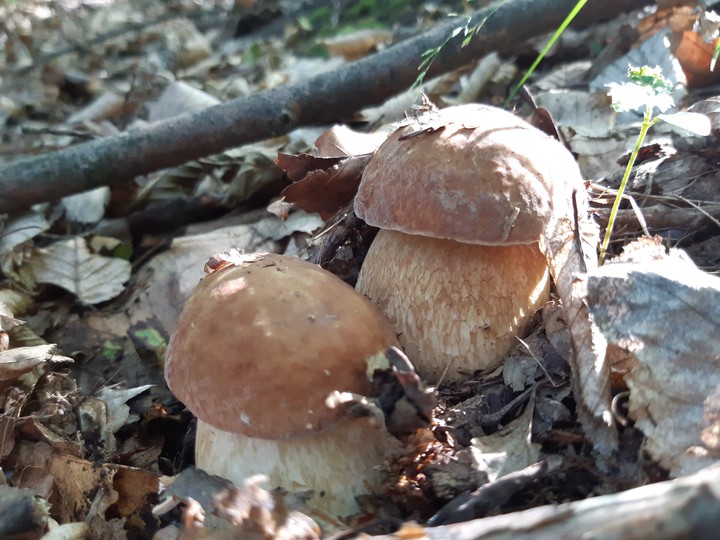 mushroom 3