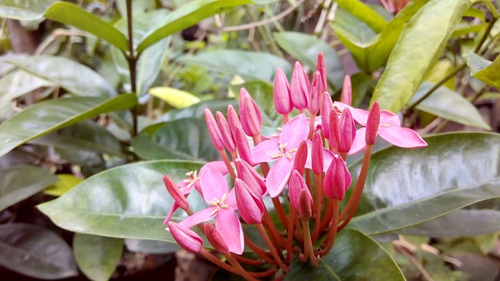Flower 