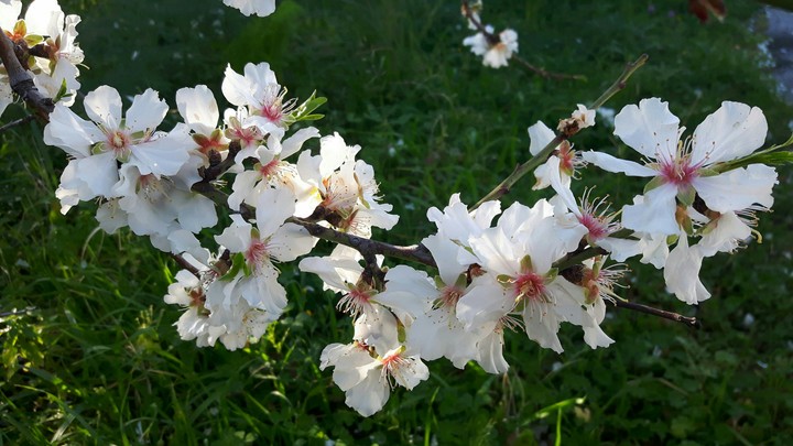 fiori di pesco