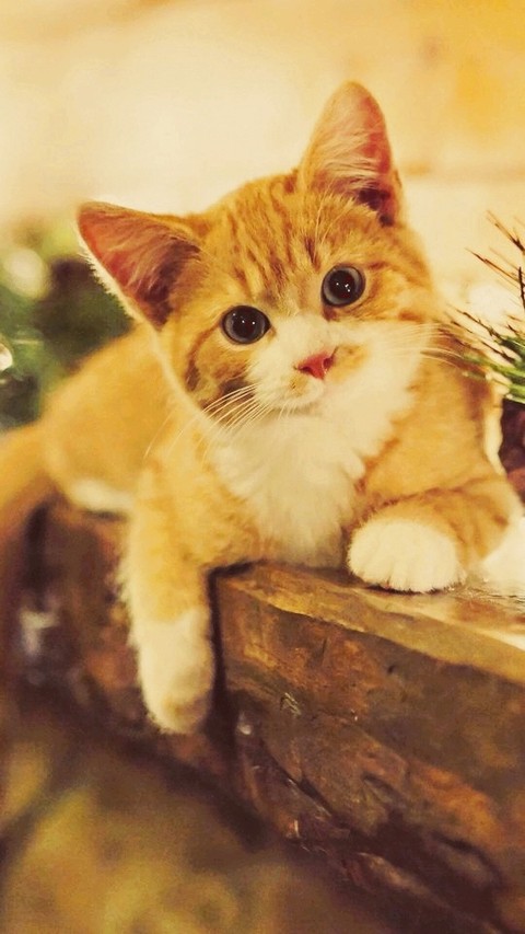 cat love
