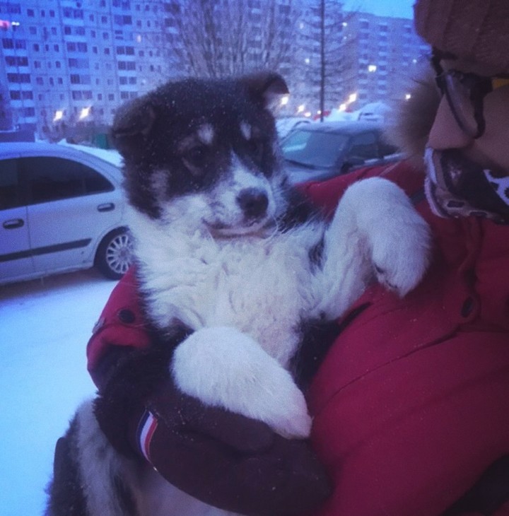 щенок