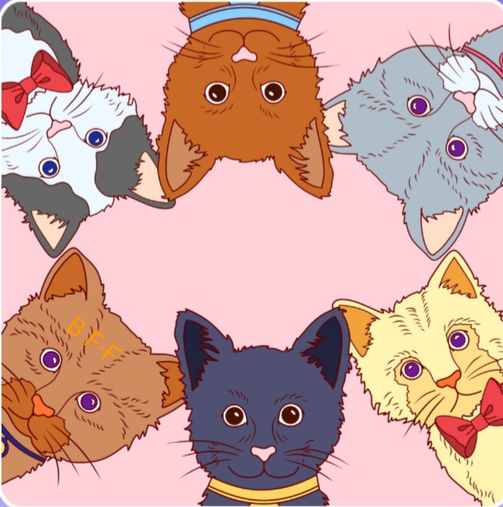 6 Katzen