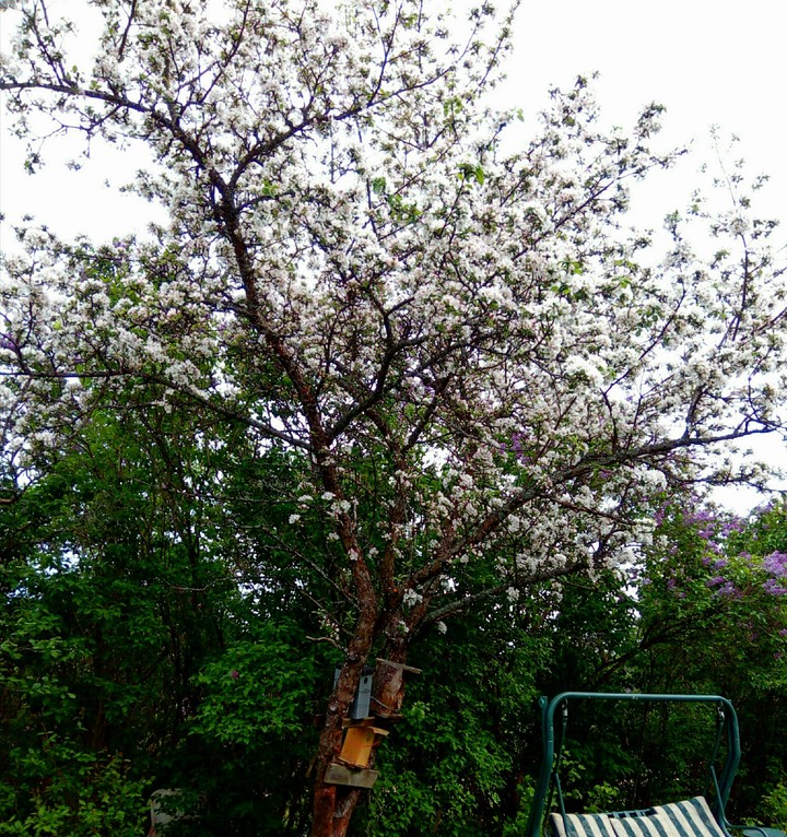 tree