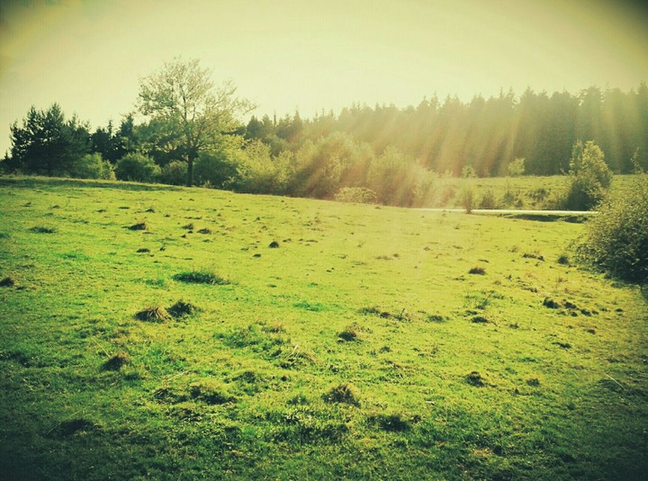 Green lawn
