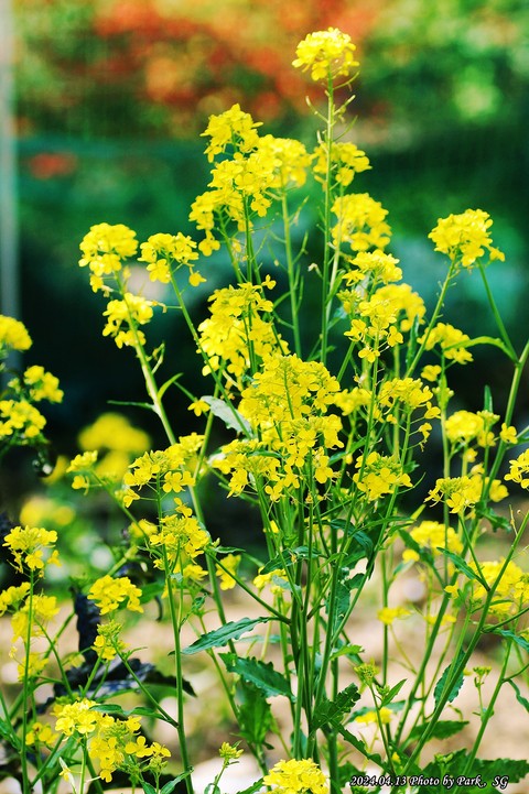 обои grass, cowslip