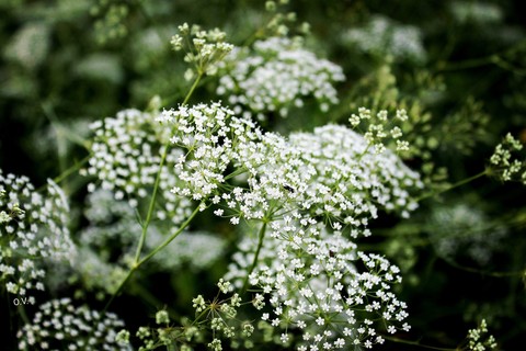 wildflowers