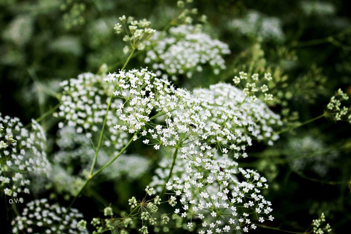 wildflowers