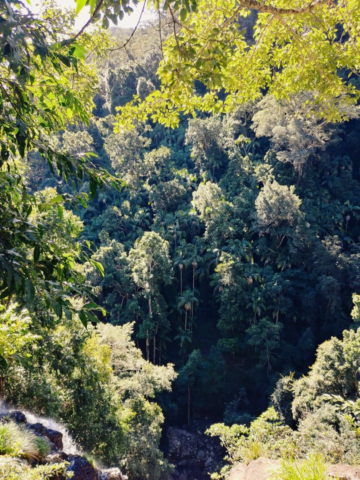 Rainforest
