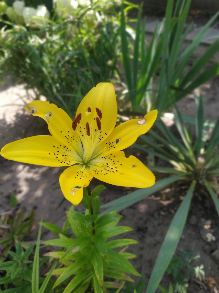 yellow liliac