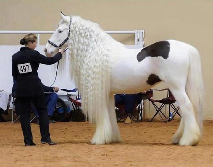 Beautiful horse...