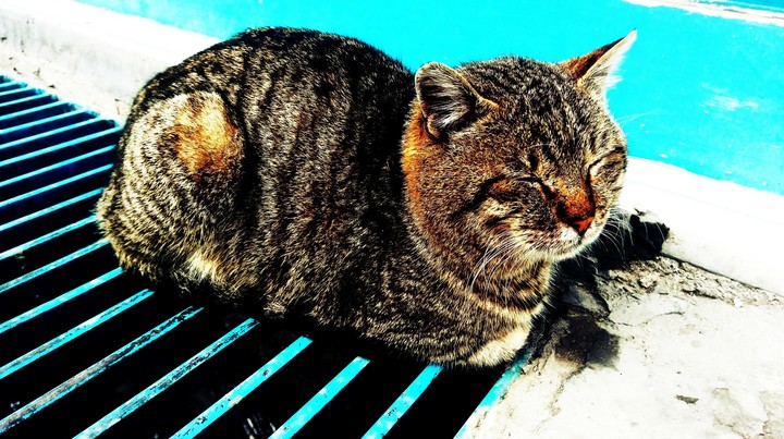 The Sleepy Cat