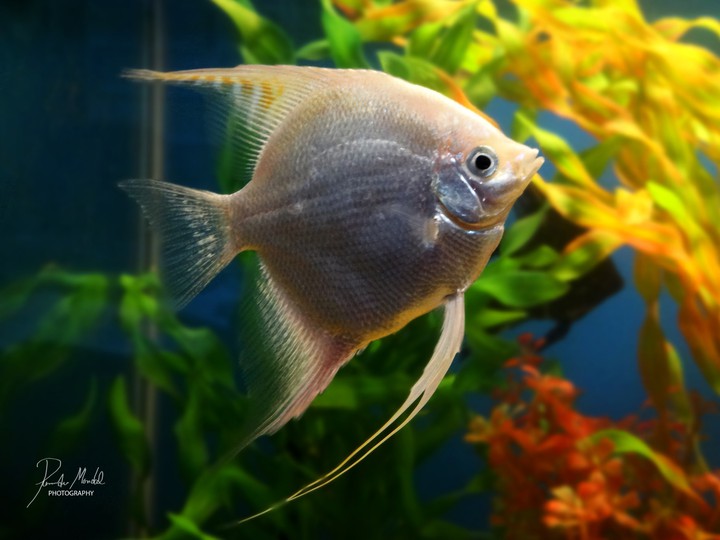 Angel fish