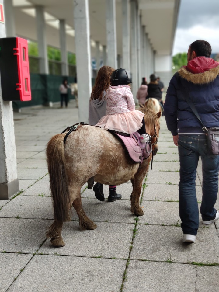 Paseo en pony