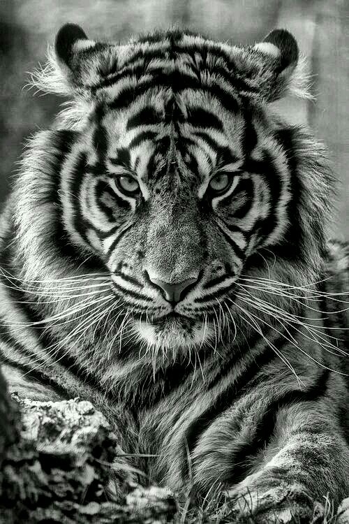 tigre blanco y negro.