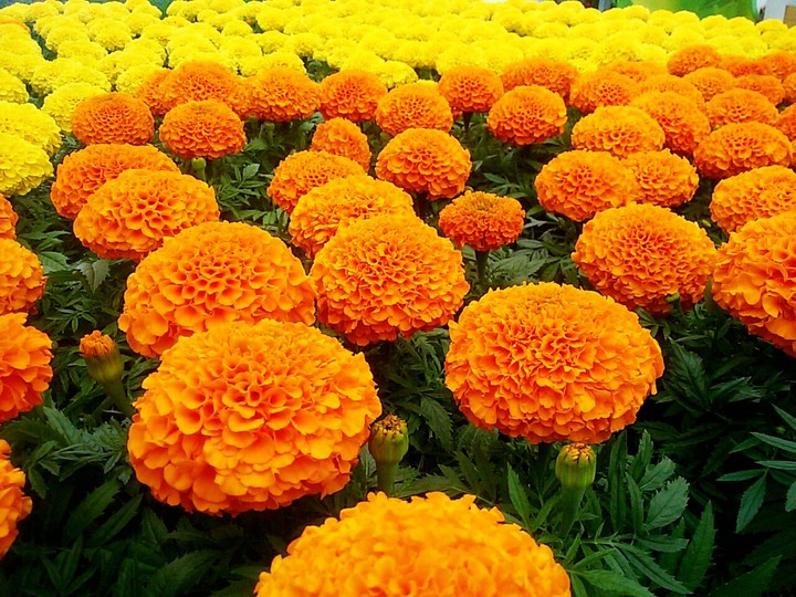 colorful spring