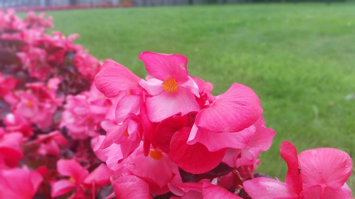 pink ♡