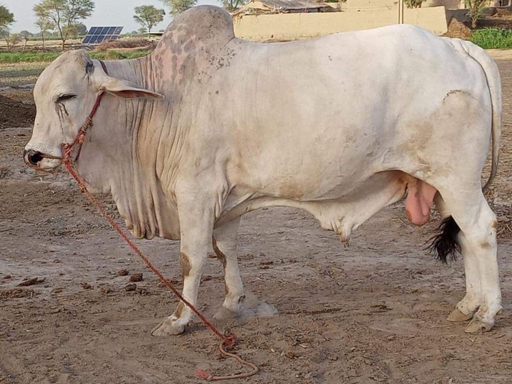 animal