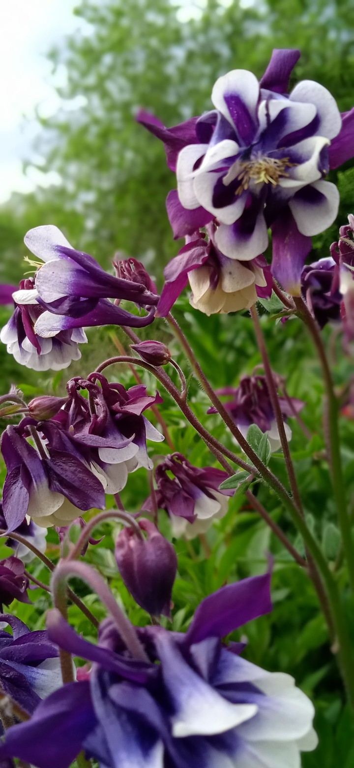 my flowers