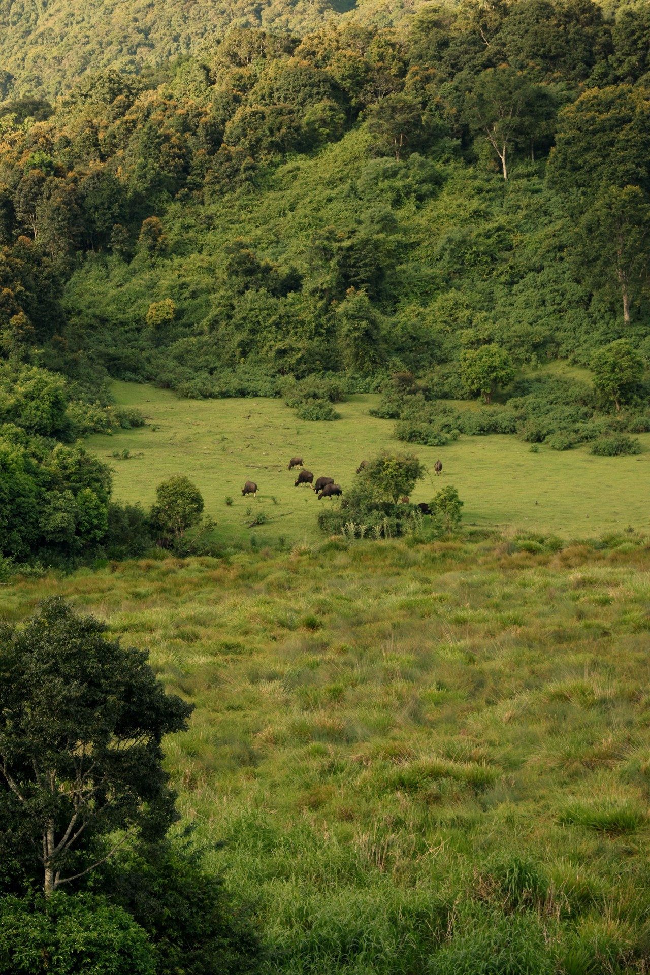 hình nền grassland, pasture
