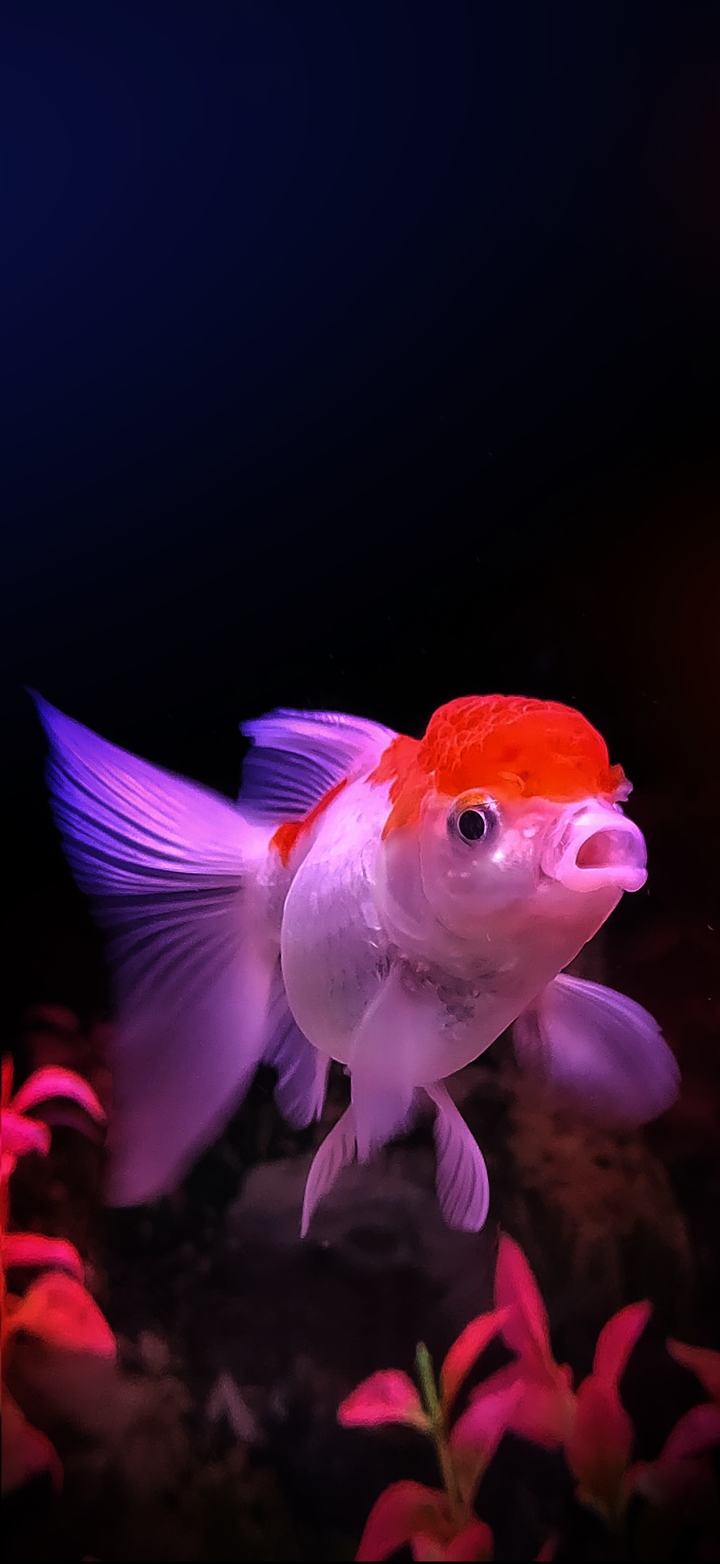 Red Cap Oranda