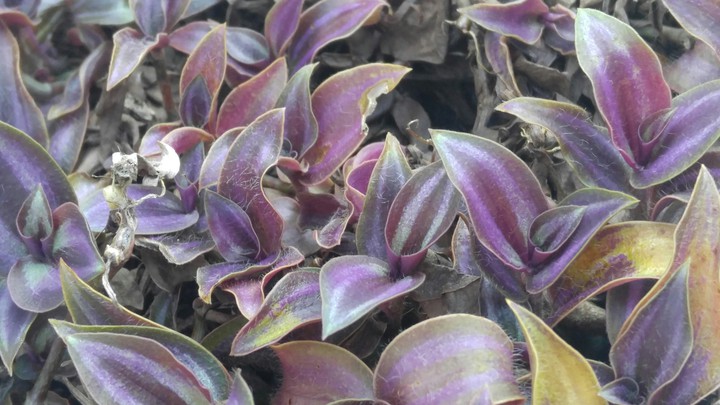 purple wandering jew plant