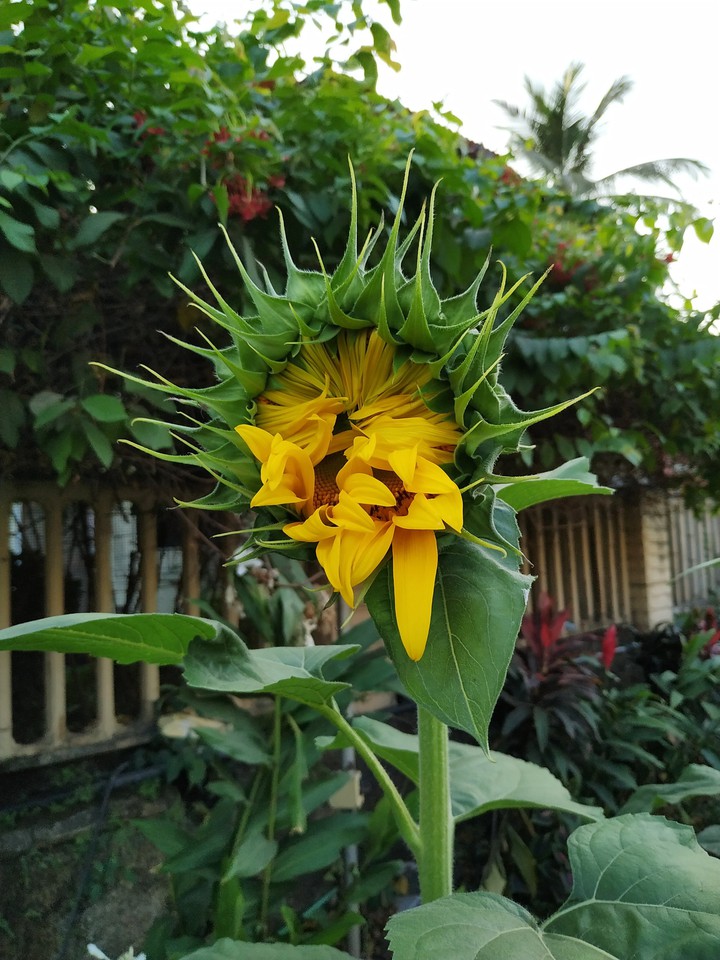 sunflowerclick