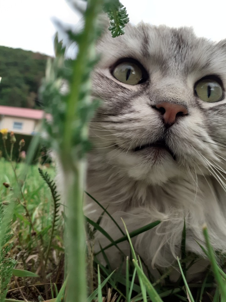 my sweet cat