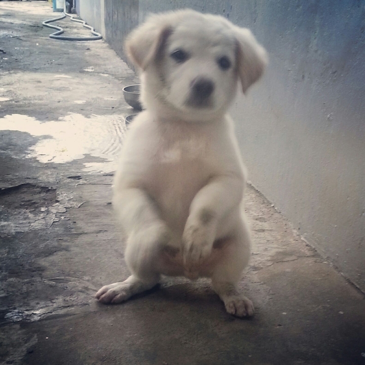 Dog