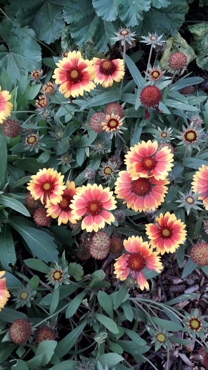 Blumen