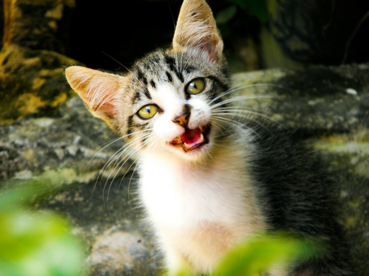apenas um cat.