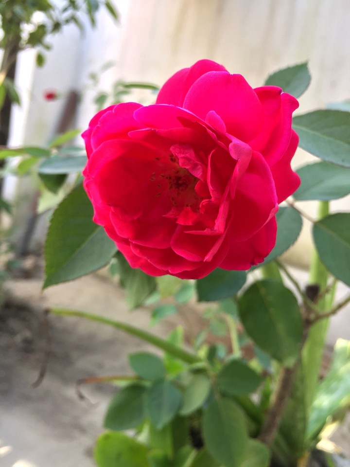 rose