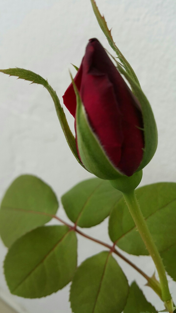 red royal