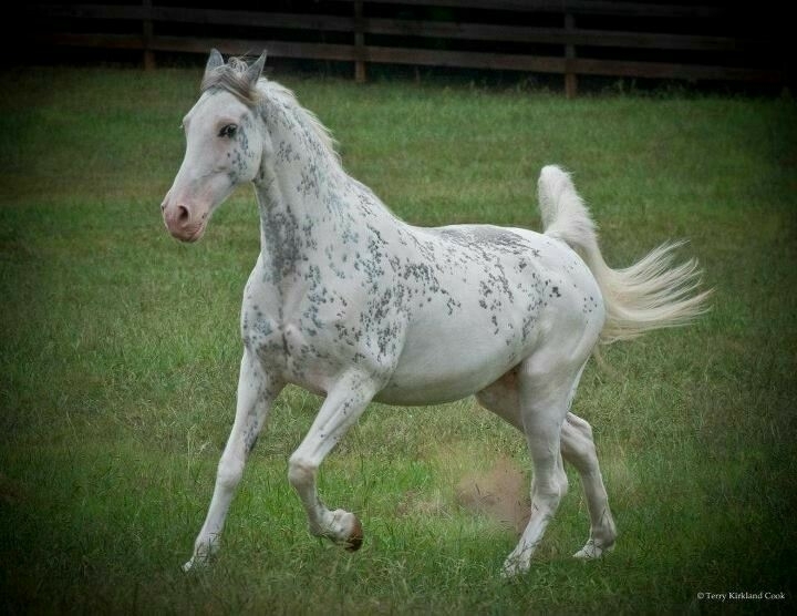 All the Pretty Horses