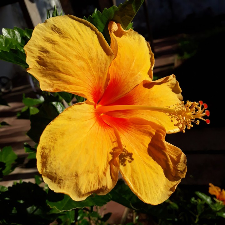 The Flower