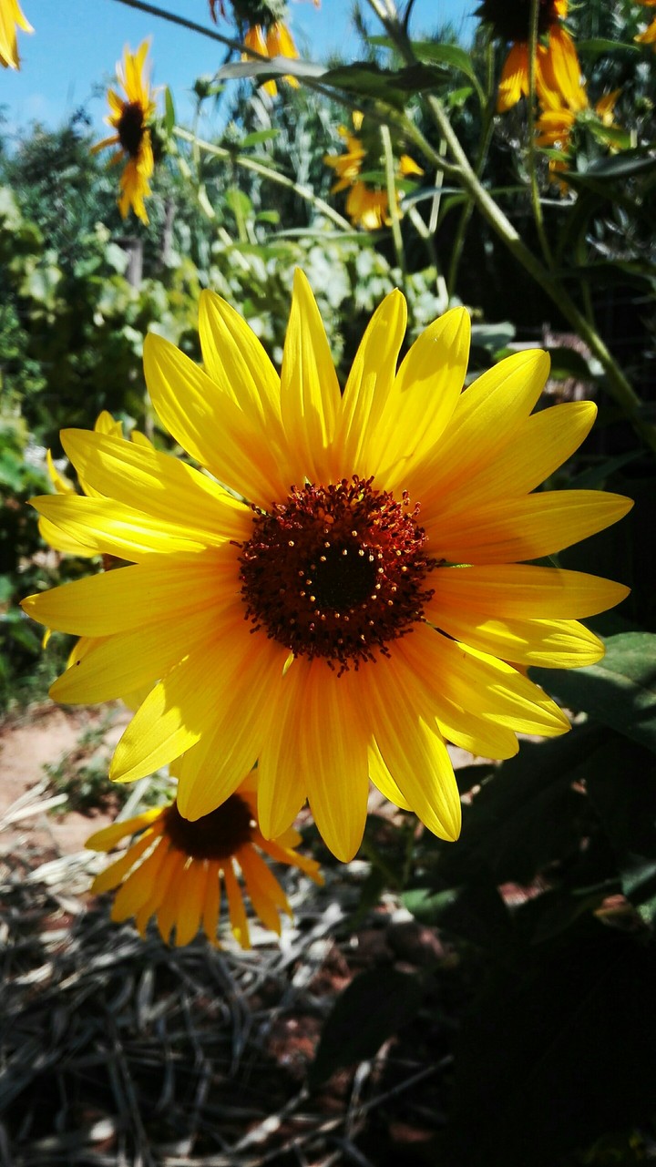 Flores