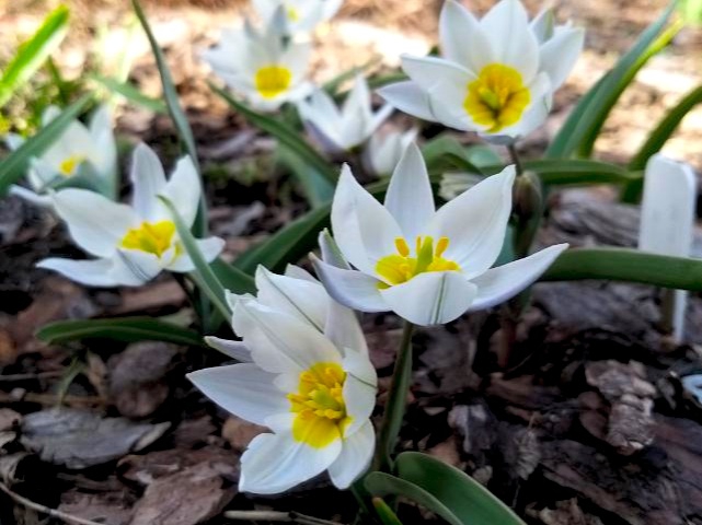 Spring flowers