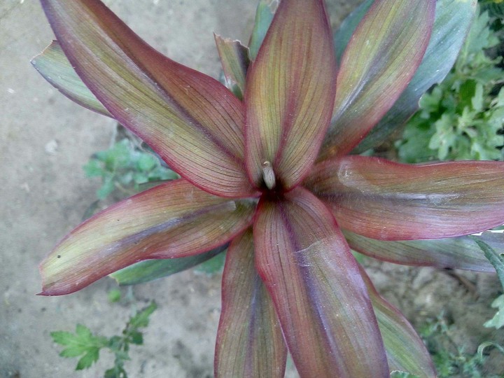 beautiful plants