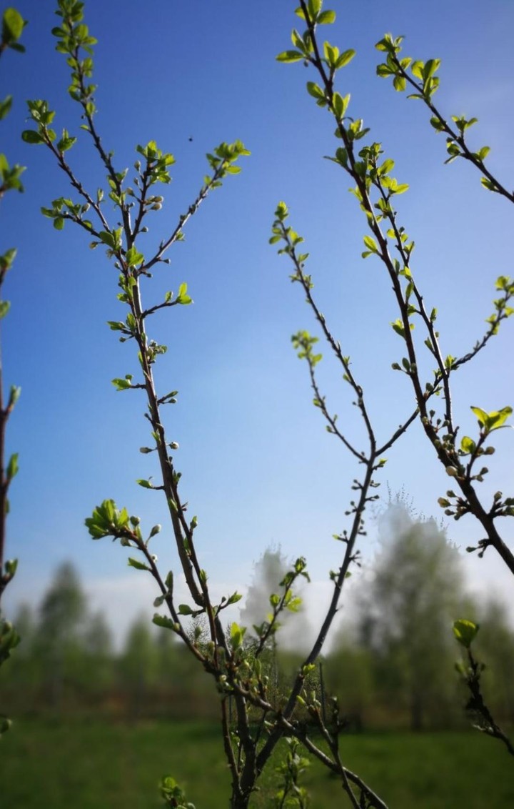 Spring near the Moscow