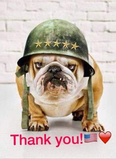Veteran Bulldog