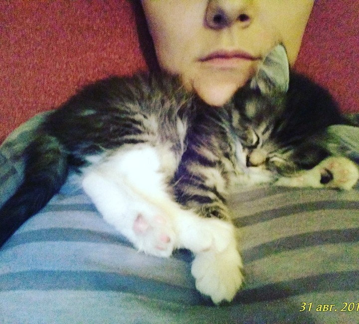 кошка