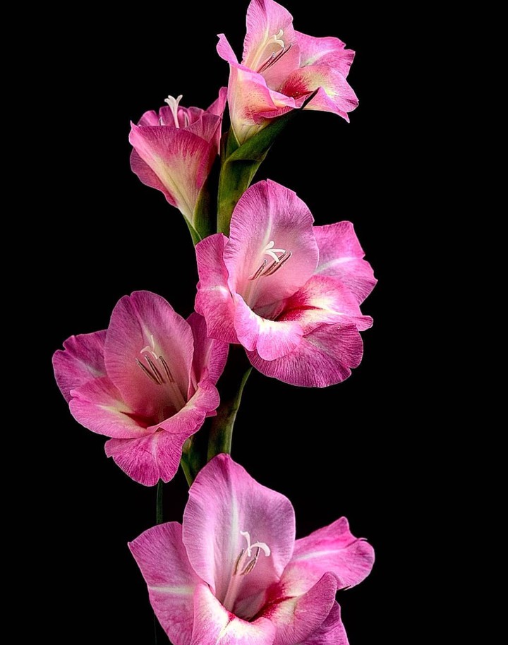 Gladiolus