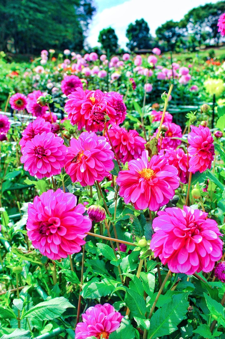 #Loveflower