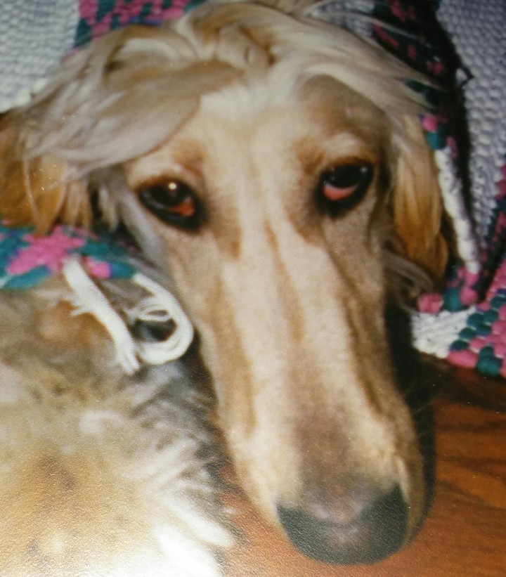 Afgan Hound
