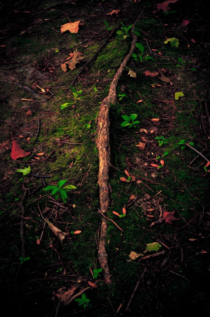 Nature's Floor