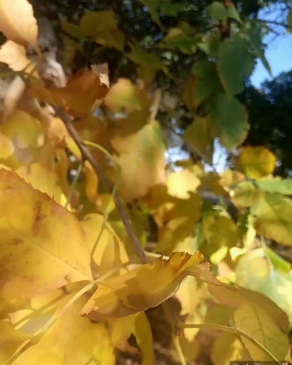 Beauty of autumn