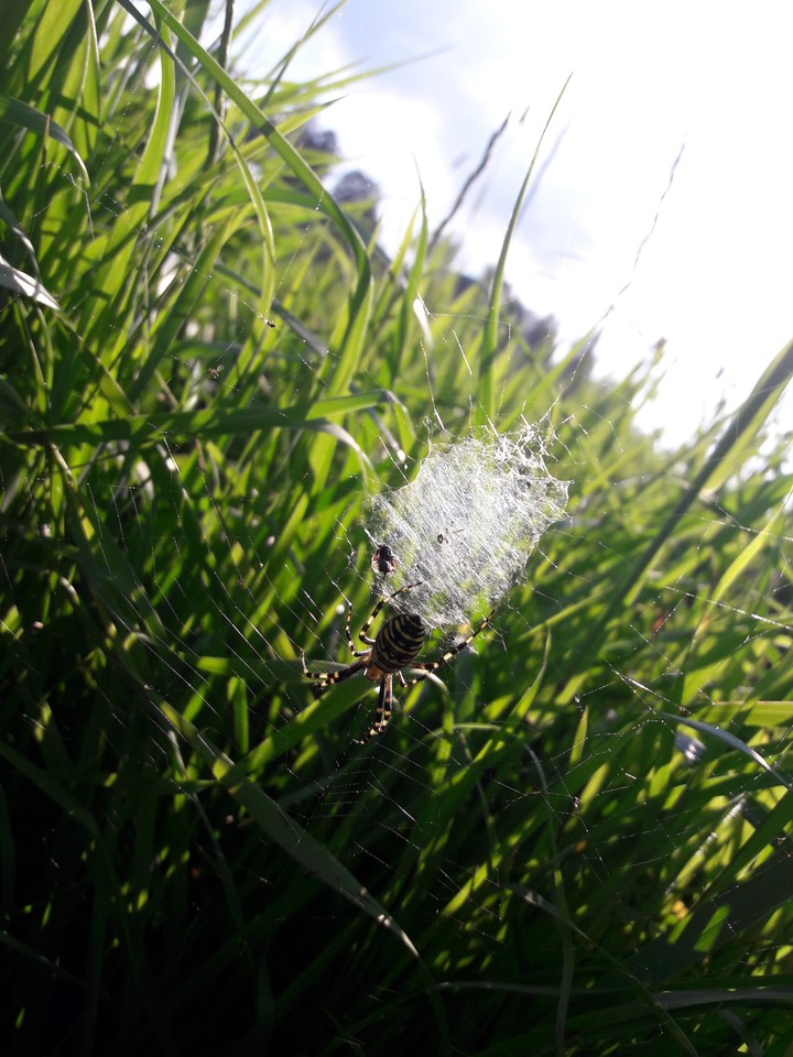 spider