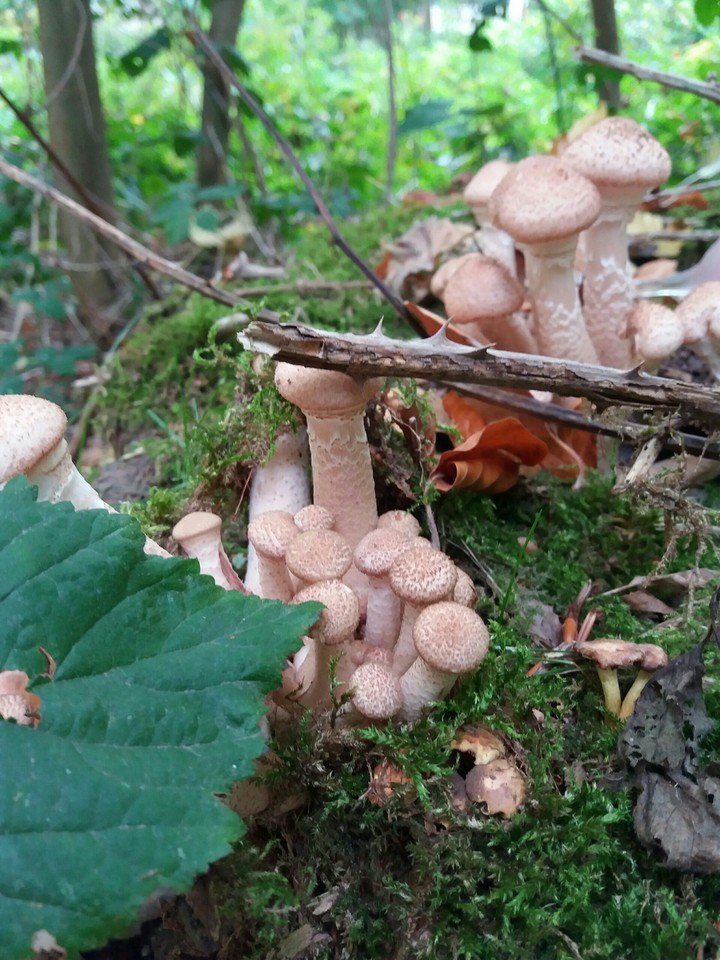 Pilze